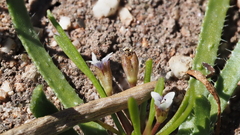 Limosella acaulis