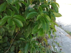 Cestrum diurnum
