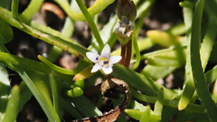 Limosella acaulis