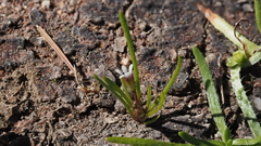 Limosella acaulis