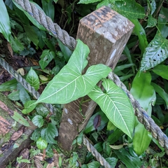 Syngonium podophyllum