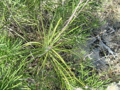 Vernonia lindheimeri