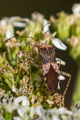Hypselonotus punctiventris