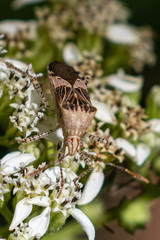 Hypselonotus punctiventris