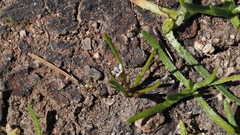 Limosella acaulis