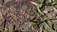 Limosella acaulis