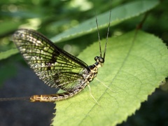 Ephemera strigata