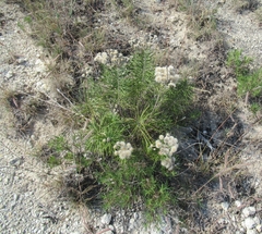 Vernonia lindheimeri