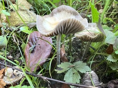 Psilocybe serbica