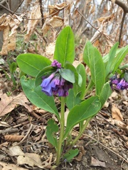 Mertensia virginica