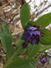 Mertensia virginica