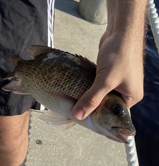 Lutjanus griseus