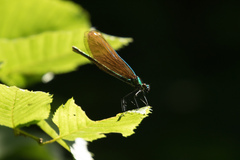 Calopteryx virgo