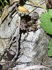 Psilocybe serbica
