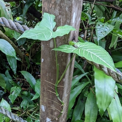 Syngonium podophyllum