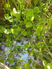 Centella cordifolia
