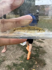 Rhinichthys cataractae