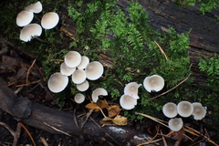 Mycena galericulata