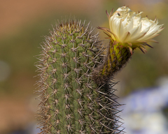 Trichocereus chiloensis litoralis