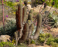Trichocereus chiloensis litoralis