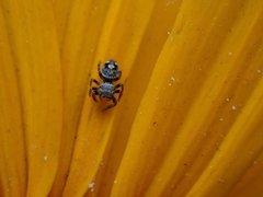 Phidippus audax