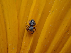 Phidippus audax