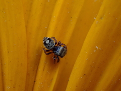 Phidippus audax