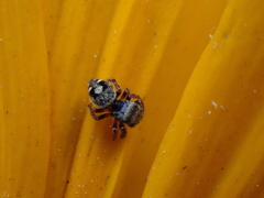 Phidippus audax