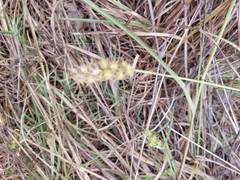 Cenchrus echinatus