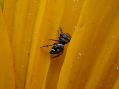 Phidippus audax