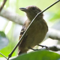 Thamnophilus atrinucha