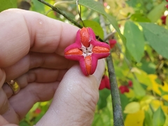 Euonymus atropurpureus