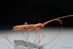 Chenoderus testaceus