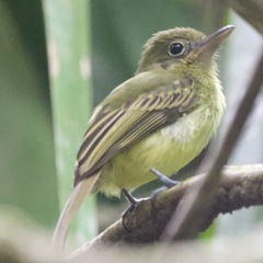 Rhynchocyclus olivaceus