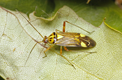Rhabdomiris striatellus