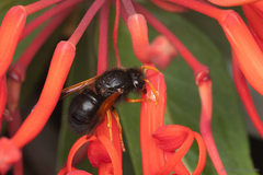 Hypodynerus vespiformis