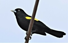 Cacicus chrysopterus