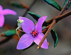 Sidymella rubrosignata