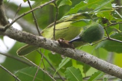 Vireolanius pulchellus