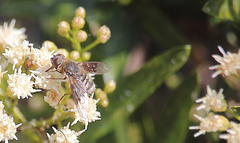 Paravilla hypoxantha