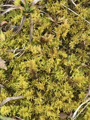 Thuidium recognitum
