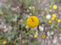 Craspedia variabilis