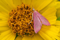 Pyrausta inornatalis
