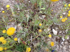 Craspedia variabilis