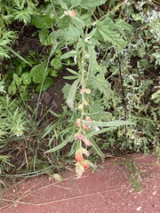 Sphaeralcea hastulata
