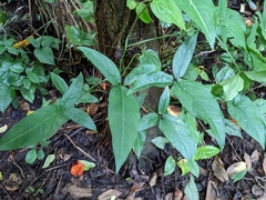 Syngonium
