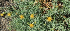 Ericameria cuneata macrocephala