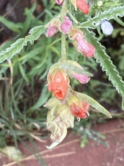Sphaeralcea hastulata