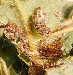 Zygiellinae