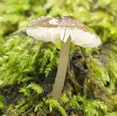 Porotheleaceae